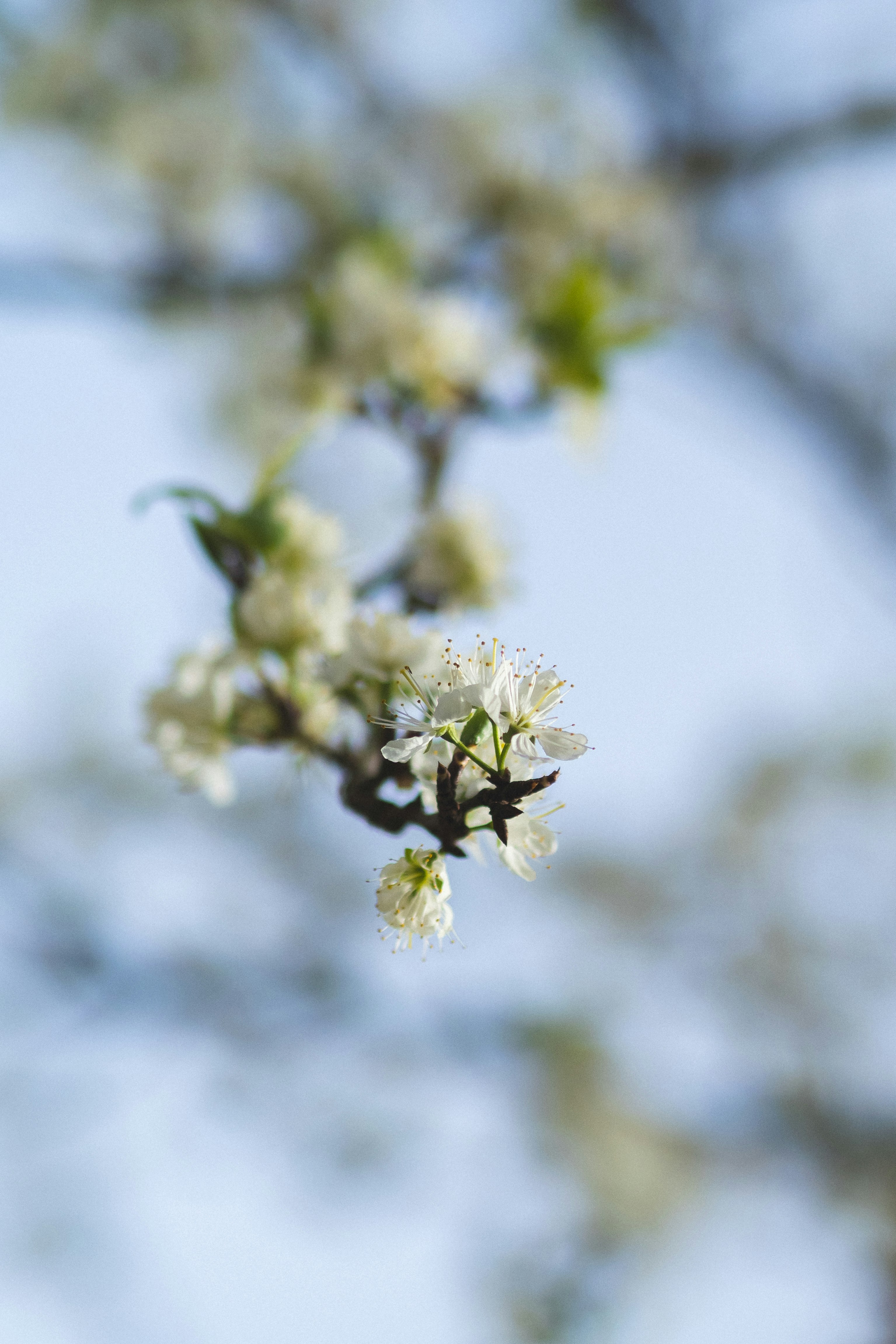 white flower in tilt shift lens